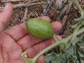 Citrullus lanatus